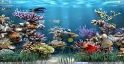 خلفيات متحركة للكمبيوتر كبيرة recherche google fish wallpaper fish background backgrounds desktop