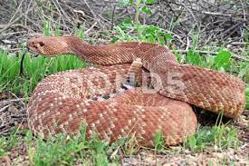 Snake Red Diamond Rattlesnake Stock Photos Ad Diamond Red Snake Photos Red Diamond Snake Photos Rattlesnake