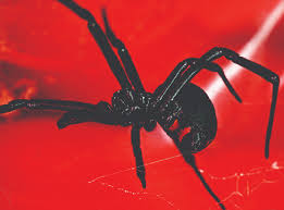 Philo, clyde and lynn have a normal drive around when the black widows start following philo again. How To Identify Black Widow Spiders Spider Facts Orkin