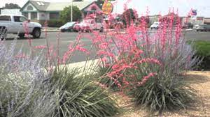 Red mexican bird of paradise (caesalpinnia pulcherrima). Red Yucca Youtube
