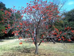 The red spider lily has a wide distribution around the world, especially in china and japan. Erythrina Lysistemon Wikipedia