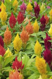 15 Fall Flowers That Ll Keep Your Garden Alive Beyond Labor Day Fall Flowers Garden Celosia Flower Fall Flowers