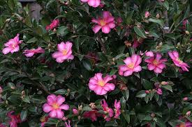 Camellia Sasanqua Kanjiro Kanjiro Camellia Shade Garden Plants Species