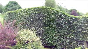 Image result for hornbeam hedge in winter
