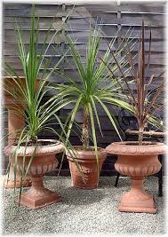 Winterharte Kubel Palme 2er Set Chinesische Hanfpalme Pflanzen Palmen Pflanzen Hanfpalme