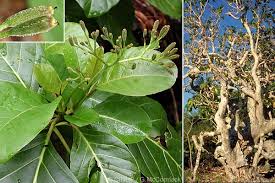 Image result for Pisonia