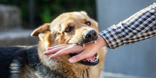 If your dog has been injured or killed by another dog, there are a few things you should keep in mind: J4ycxhtod4ypmm