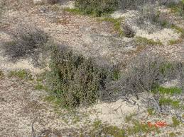 Image result for Halosarcia