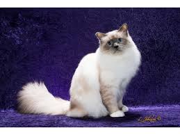 National Birman Fancier Birman Kittens Cats And Kittens Birman