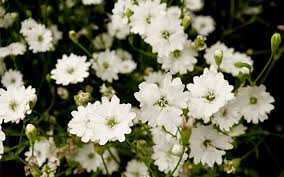 Incorporate these beautiful flowering shrubs, trees, and vines into colors range from white through pink to red, from yellow and apricot to orange. White Garden The Best Plants To Create A White Border