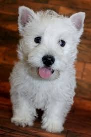 Find the best responsible breeders in the country, screened to meet the highest standards. Pin On Puppies