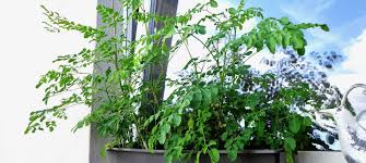 Unsere firma wird hier bald mit einer eigenen homepage vertreten sein. Moringa Baum Pflanzen Selber Ziehen Superfoods
