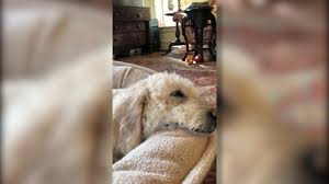 You're more likely to have them when you breathe in, but they can happen when you breathe out,. North Carolina Vet Sees More Than 170 Cases Of Mysterious Dog Illness In One Month Abc7 Chicago
