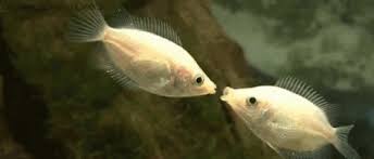 Fishes Gif Kisses Discover Share Gifs Fish Gif Funny Animal Videos Funny Animals fish gif