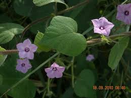 Image result for Ipomoea dichroa