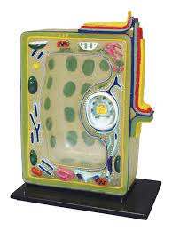 We did not find results for: Plant Cell Model School Specialty Canada