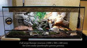My Corn Snake Biotope Natural Vivarium Corn Snake Snake Enclosure Snake Terrarium