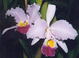^ red south flower festival. Cattleya Trianae Wikipedia