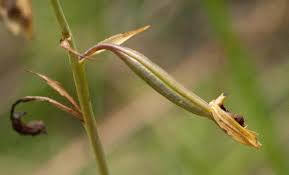Image result for Eulophia elegans