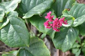 Image result for Clerodendrum splendens