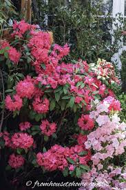Rhododendrons And Azaleas A Member Of The Rhododendron Family Come In Many Colors Like Pink White Pu In 2020 Rhododendron Care Fairy Garden Pots Plants Under Trees