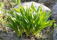 危ない植物