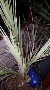 University of vienna, department of ancient history, epigraphy and papyrology, faculty member Wie Rette Ich Meine Palmen Pflanzen Botanik Pflanzenpflege