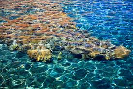 The three main natural fishing zones are the mediterranean sea, the gulf of aqaba, and the kinneret (sea of galilee). Eilat Your Travel Guide To Israel Armenia And Georgia