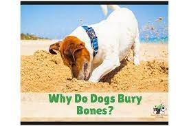 Dogs have proved themselves to be one of the most popular pets. Why Do Dogs Bury Bones Awesome Animals Pet Care