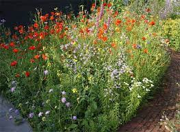 wilde planten in nederland en belgie inheemse tuin tuin inspiratie planten