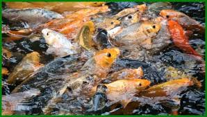 7 Jenis Ikan Pemakan Jentik Nyamuk Daftarhewan Com Di 2020 Ikan Ikan Air Tawar Ikan Mas