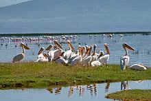Google has many special features to help you find exactly what you're looking for. Pelican Wikipedia