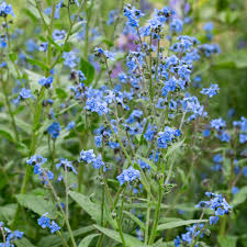 Image result for Cynoglossum inyangense