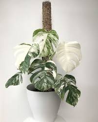 Let Me Tell You About This Temperamental Little Baby She S Totally White On One Side And Variegated On The Other Every Total White Leaf Blommor