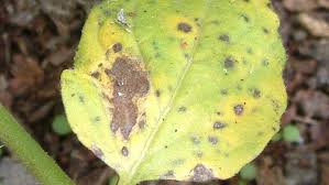 It is actually the sugar content that varies with. How To Control Early Blight Of Tomatoes Yates