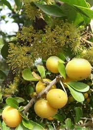 Image result for Dovyalis zeyheri