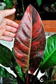 Philodendron Imperial Red Variegated Piante Monstera Deliciosa Monstera