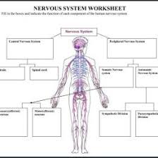 Blank Nervous System Chart Bedowntowndaytona Com