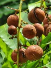 Image result for Lepisanthes senegalensis