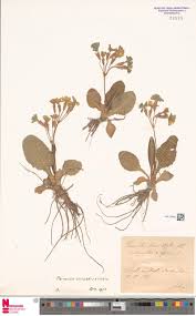 Image result for Acalypha brachystachya