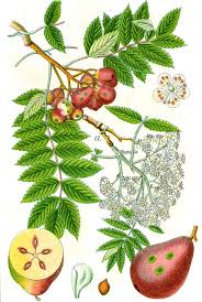 Check spelling or type a new query. Edible Trees Plants For A Future