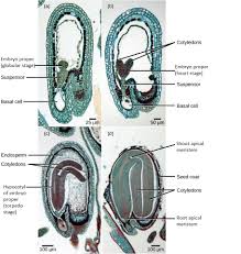 Check spelling or type a new query. 18 1 Embryogenesis Biology Libretexts