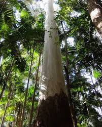 Image result for Eucalyptus grandis