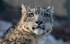 Je poursuis une bête depuis six ans, dit munier. Telechargez Des Fonds D Ecran Felins Gratuits Wallpapers