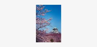 'osaka castle, osaka, honshu, japan' photographic print | art.com. Among The Cherry Blossoms In Osaka Castle Park The Osaka Castle Png Image Transparent Png Free Download On Seekpng