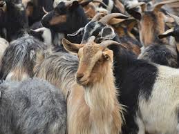 941 просмотр 5 лет назад. Australia S Domestic Goat Market Goes Gangbusters In Global Pandemic With Queensland Leading The Way Abc News