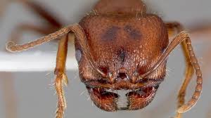 February 7th, 2013 at 9:46 pm ( animals, biology ) i killed two ants the other day, for science. 2 Ants Under Microscope Youtube