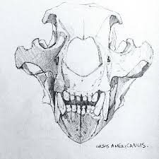 Here presented 63+ animal skull drawing images for free to download, print or share. Bear Skull Drawing Sketchbook In Pencil Ink Watercolor And Paint Natural World Skeletons Animals And More Bear Skull Sketch Book Animal Skeletons