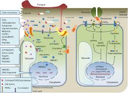 Anchor proteins that attach the membrane to the cytoskeleton and cell wall; Frontiers Damage Associated Molecular Pattern Triggered Immunity In Plants Plant Science