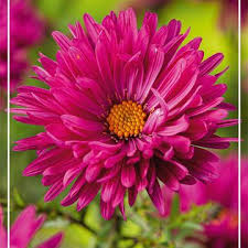 Image result for Asters `Jenny